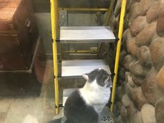 -猫咪博物馆(顶澳仔猫街店)