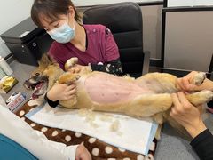 -宠颐生斯嘉宠物医院·急重症·心内科(谷阳北路分院)