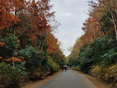 -上海海湾国家森林公园
