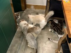 -more than meow吴止猫主题餐厅(承德 中船汇店)