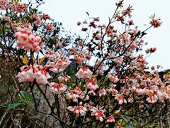 -梧桐山风景名胜区