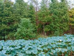 -艾溪湖湿地公园