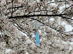 -高东镇樱花园