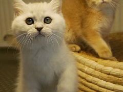 -爱侣宠医·鹦鹉专科·小型哺乳类·异宠专科(灵石路店)