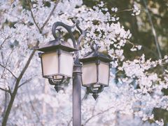 -南汇桃花村