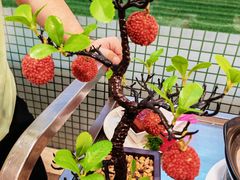 -椿记烧鹅(叠彩店)