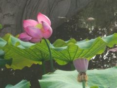 -石家庄市植物园