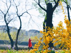 -海棠花溪(元大都城垣遗址公园)