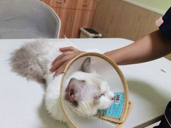 -瑞鹏宠物医院·骨科·猫科·内科(第一中心)