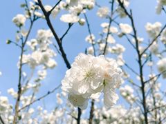 -南汇桃花村
