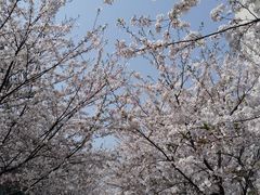 -高东镇樱花园