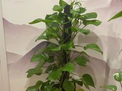 -领享养生会所·采耳·SPA按摩(厦门吕厝店)