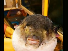 -天正河鲀·河豚亭(大连店)