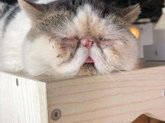 -Cappucimeow猫咪咖啡馆(韦伯时代店)
