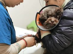 -仁普宠物诊所·中兽医·夜诊·狂犬免疫点(住友昌盛新苑店)