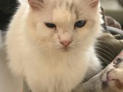 -平行世界·猫咖(首经贸店)