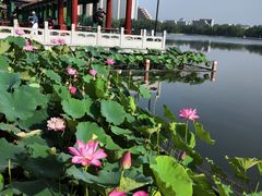 -莲花池公园