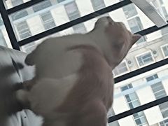 -喵园·猫主题咖啡厅·撸猫·猫咖(国贸店)