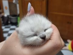 -乖乖宠物医院·猫科·急重症中心(车站北路分院)