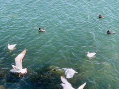 -洱海月湿地公园