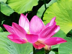 -莲花池公园