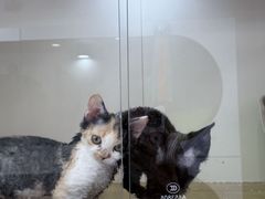 -青奢宠物·青奢猫舍