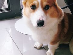 -爱侣宠医·鹦鹉专科·小型哺乳类·异宠专科(灵石路店)