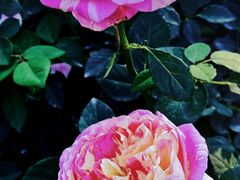 -人民公园(罗湖区)