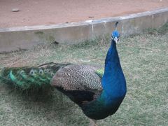 -广东茂名森林公园