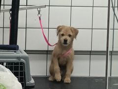 -唐小姐の猫狗洗护·购宠旗舰店(周浦万达店)