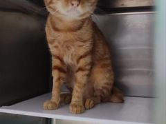 -瑞派动物医院·猫专科·至诚(江南中分院)