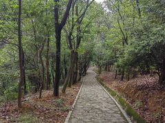 -大屏嶂森林公园