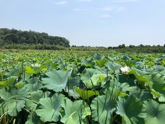 -梁子湖东篱老屋生态庄园
