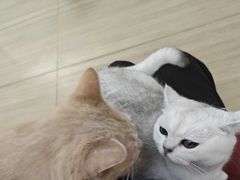 -是阿柴呀！柴犬咖啡·爱喵喵猫咖