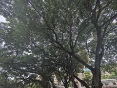 -石炮台公园
