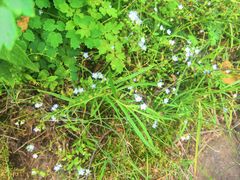 -白草畔自然风景区