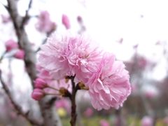 -天适樱花悠乐园
