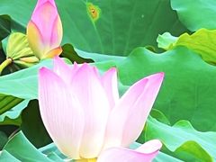 -荔湾湖公园