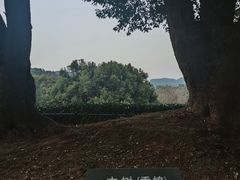 -西湖风景区十里琅珰-五云山
