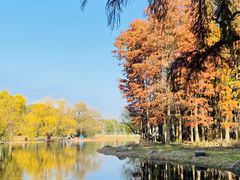 -上海共青森林公园