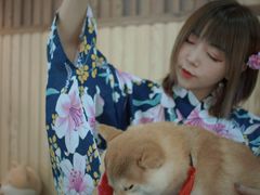 -柴源莊·柴小宠柴犬咖啡