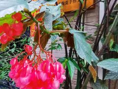 -小洲村