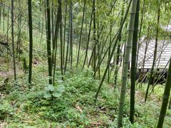 -藏龙百瀑风景区