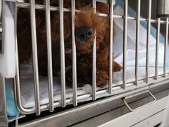 -美联众合动物医院·24h京西诊疗中心