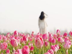 -花博汇(知音花月夜)