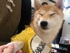 -逗柴咖啡屋·狗咖猫咖宠物桌游
