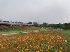 -秀丽东方