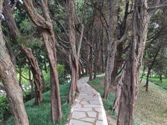 -嘉定紫藤园