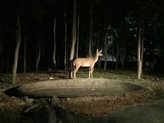 -清迈夜间动物园