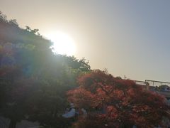 -嘉定紫藤园